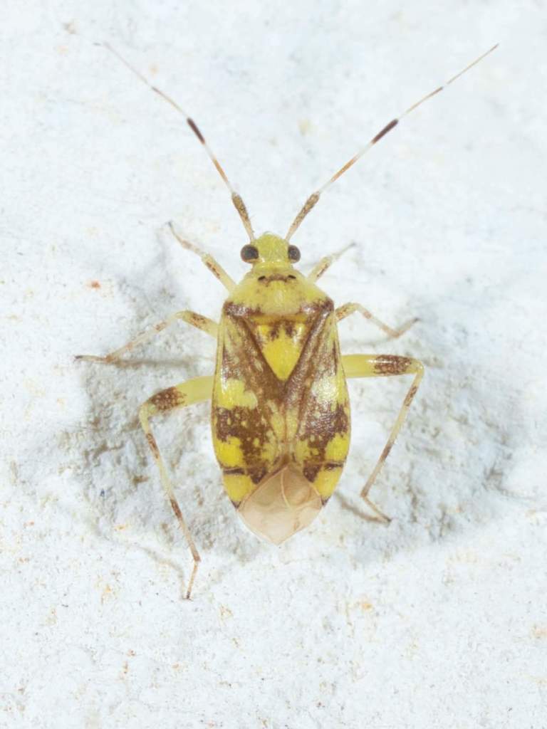 Taedia multisignata
