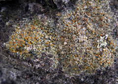 Protoblastenia rupestris image