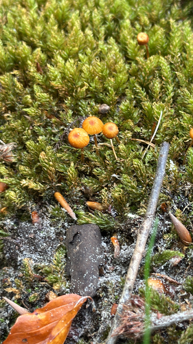 Orange Moss Navel