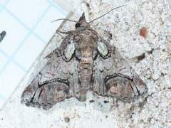 Paectes abrostolella