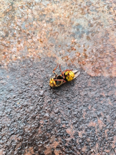 European Hornet