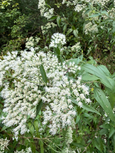 late boneset