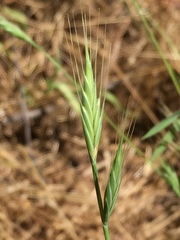 Brachypodium distachyon