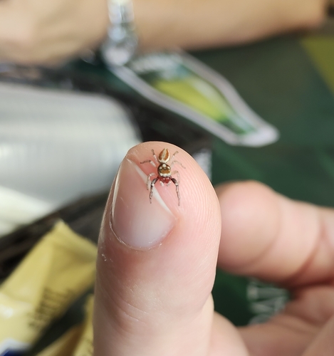 Hooked Striking Jumping Spider