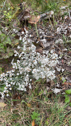 pearly everlasting