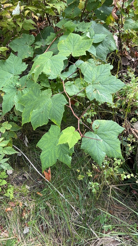purple-flowered raspberry