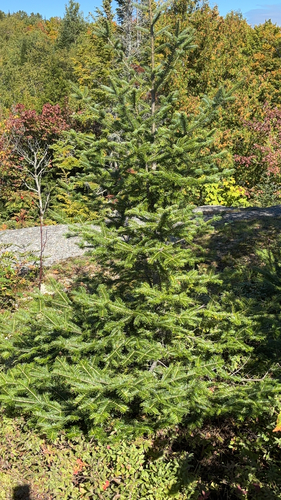 balsam fir