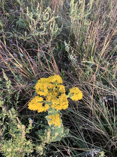 stiff-leaved goldenrod