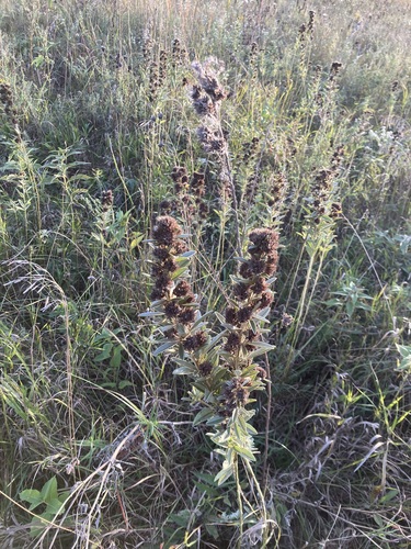 round-headed bush clover
