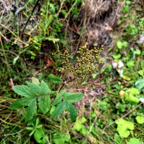 Meadowsweet