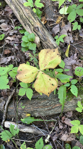 Trillium erectum, 2026-09-18