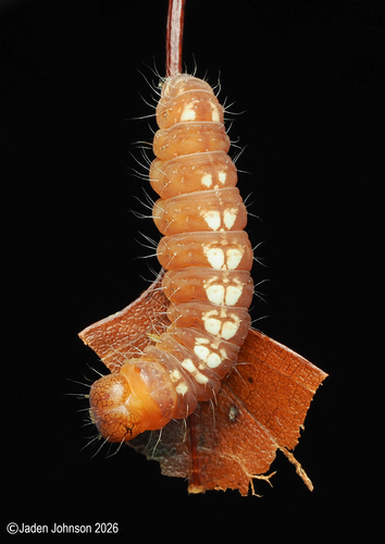 Eclipsed Oak Dagger