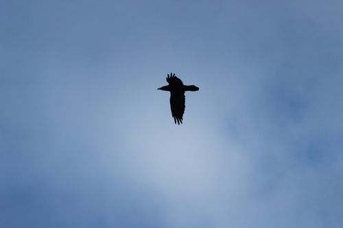 Common Raven