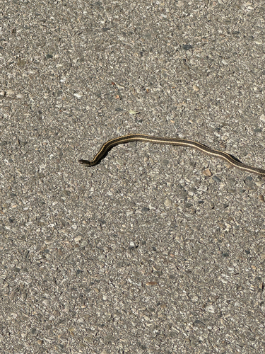 Western Terrestrial Garter Snake