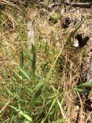 Brachypodium distachyon