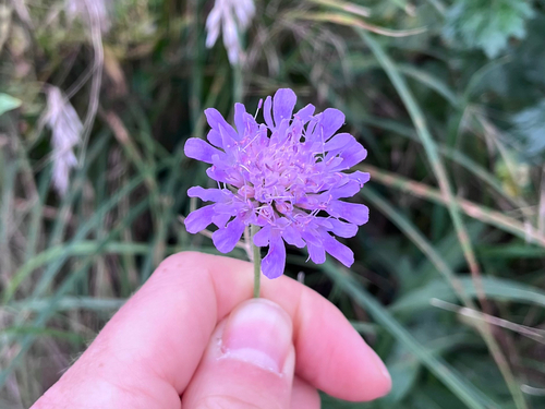 Field Scabious