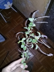 Aloysia scorodonioides