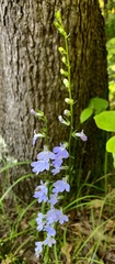 Lobelia spicata