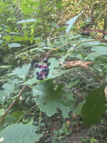 American pokeweed