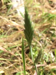 Brachypodium distachyon