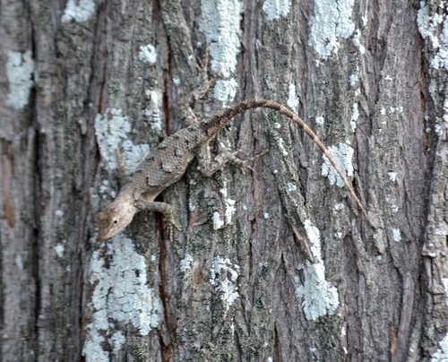 Prairie Lizard