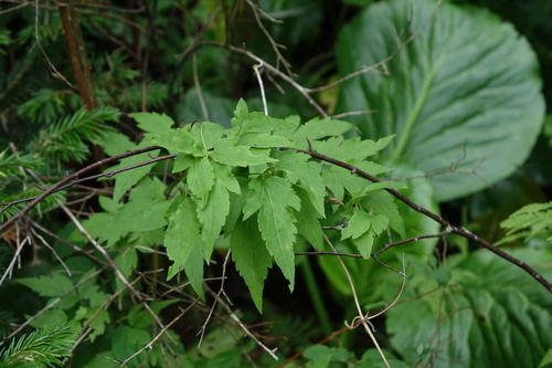 Clematis alpina, photograph 2