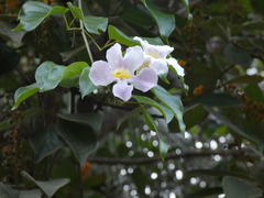 Bignonia aequinoctialis