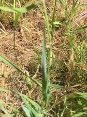 Brachypodium distachyon