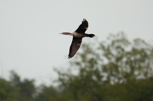 Double-crested Cormorant