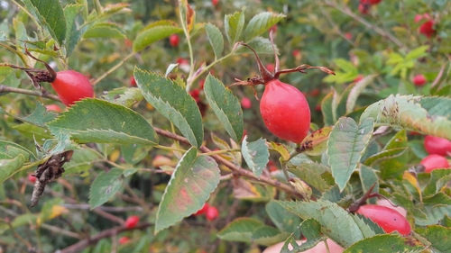 Glaucous Dog Rose