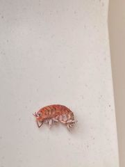 Cryptorchestia garbinii