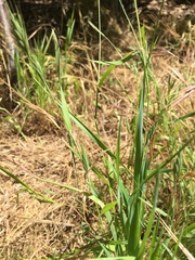 Brachypodium distachyon