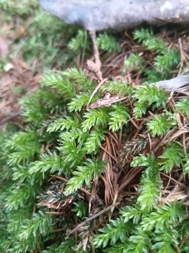 Horn Calcareous Moss
