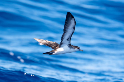 Puffinus lherminieri observed 2026-09-19