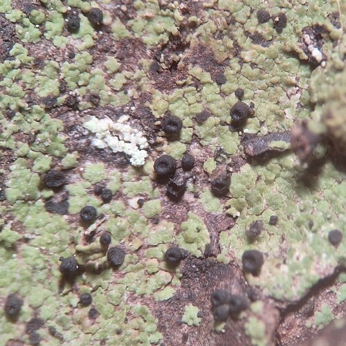 Lopadium observed 2026-07-03