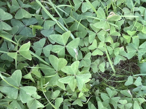Garden pink-sorrel
