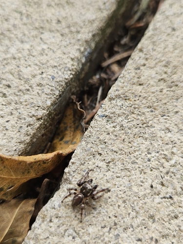 Bronze Jumping Spider