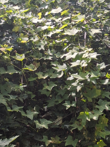 prickly cucumber