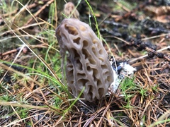 Morchella brunnea