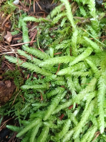 Waved Silk-moss