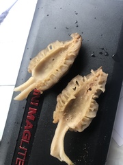 Morchella brunnea