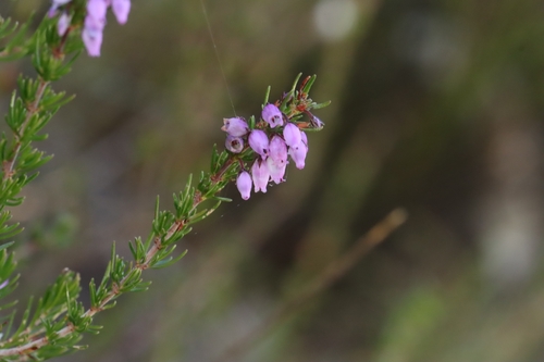 Erica cinerea, photograph 6