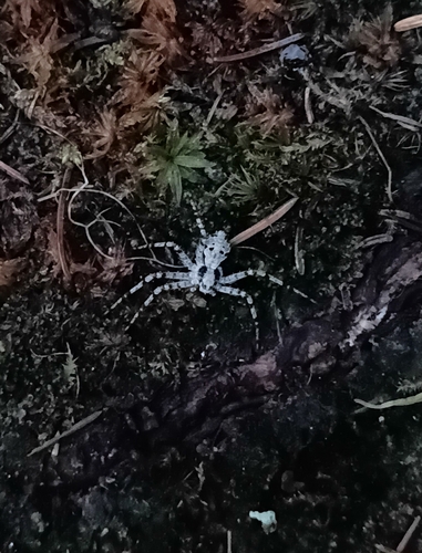 Lichen Running Spider