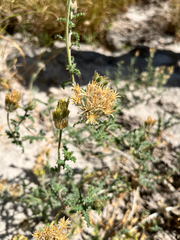 Cevallia sinuata