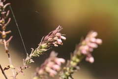 Odontites vulgaris, photograph (c) Noé Fleury Frouart, some rights reserved (CC BY)