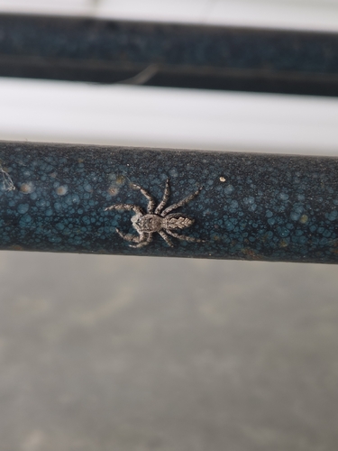 Tan Jumping Spider