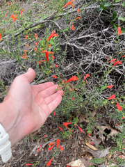 (c) Jessica, some rights reserved (CC BY) Clinopodium coccineum, photograph (c) Jessica, some rights reserved (CC BY)