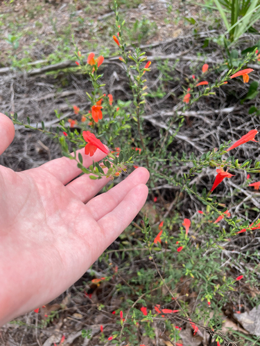 Clinopodium coccineum, photograph 3
