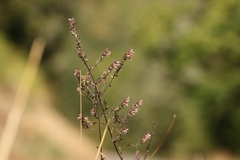 Odontites vulgaris, photograph (c) Noé Fleury Frouart, some rights reserved (CC BY)