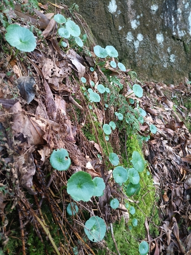 Wall Pennywort
